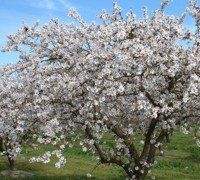 foto Festival de almendros en flor Agrigento