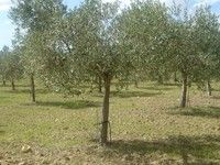 Valli Trapanesi (DOP) olio di oliva