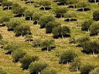 Monti Iblei (DOP) olio extra vergine di oliva