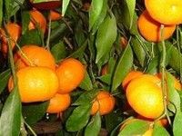 Mandarino tardivo di Ciaculli Palermo