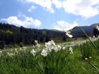Das biogenetische Naturschutzgebiet Staats Gariglione-Pisarello,Catanzaro