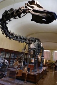 Museo di geologia a Bologna
